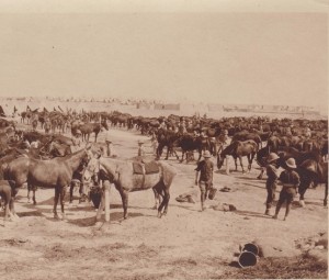 Chatby Camp Alexandria April 1915