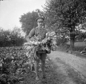 Lieutenant W H Holbech of the 2nd Battalion, Scots Guards, collecting foliage for camouflaging trenches at Ghent © IWM (Q 57175) 